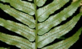 cyathea baileyana - 11.jpg