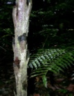 cyathea baileyana - 12.jpg