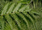 cyathea baileyana - 7.jpg